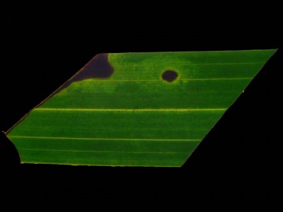 Вид на свет