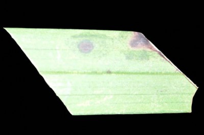 Обратная сторона