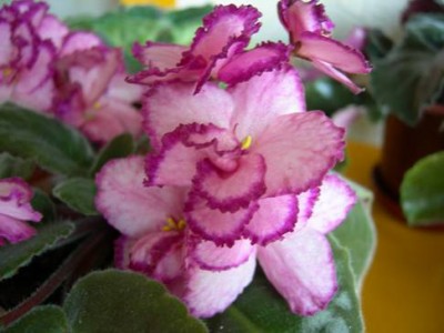 Okie easter bunnie.jpg