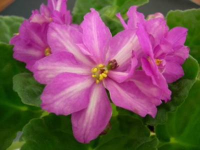 Mountain Blush sport.jpg