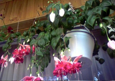 Белла Розелла