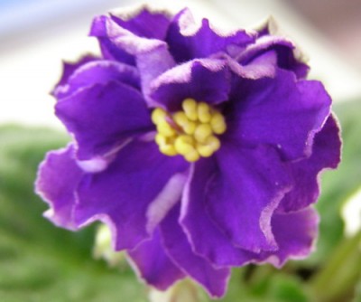 ЕК-Властелин Колец...<br />где кольца растерял не признается... :))))