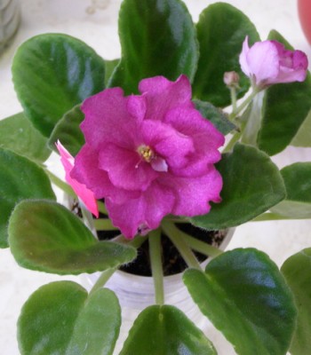 Maria Lorraine - сплошное фуксиевое напыление. Основной тон надежно спрятан.