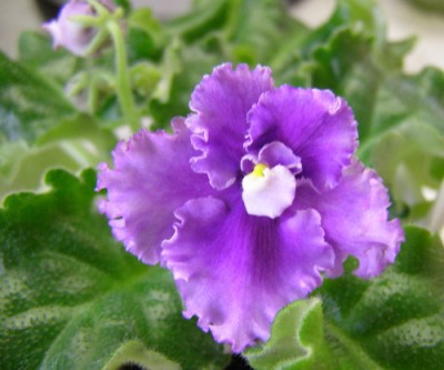 ну! И где же белый???