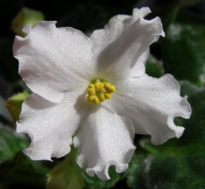 желтый цвет, гад, сэкономил