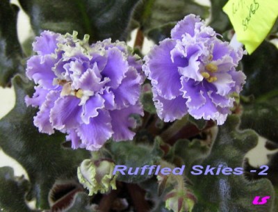 Ruffled Skies -2 2.jpg