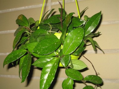 Типа карноза. Карноза?