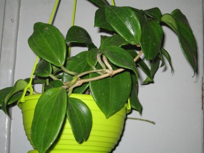 Это неведома зверушка. Может кто узнает.