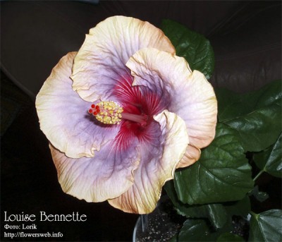 Но еще больше похож на такой вариант расцветки.