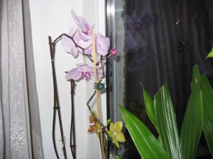 а это те,которые цветут постоянно!