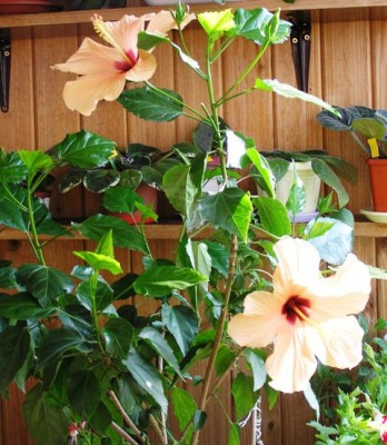 Гибискус-Фламинго