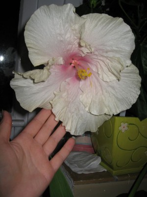 Оцените размерчик