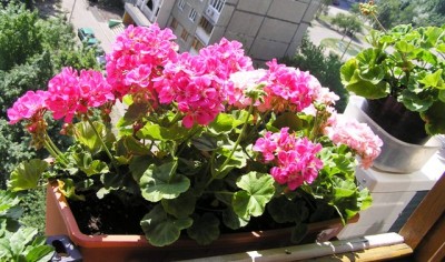 гоша разошлась не на шутку, зацветаю манюни посеянные в этом году семенами