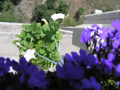 зацветает посеянная петуния, сорри что такое фото, живу на 9 эт