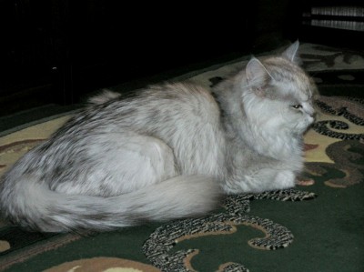 Вечерняя дрёма- уже в нормальном состоянии