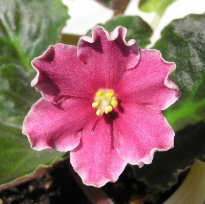 Chery`s in Cream..jpg