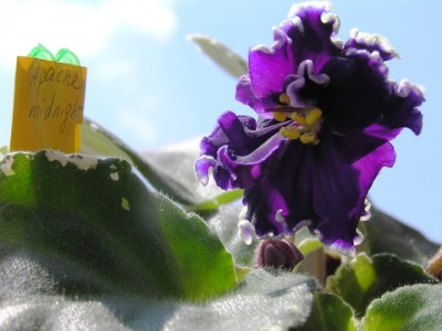 Apache Midnight..jpg