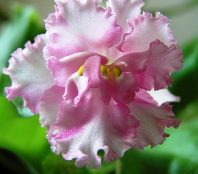 правда не прокрасилась от жары и зеленая кайма почти не видна