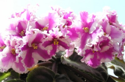 крупным планом