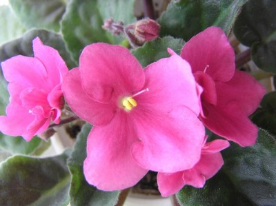 не помню названия