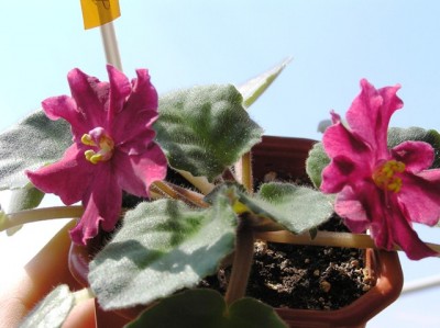 красные цветут