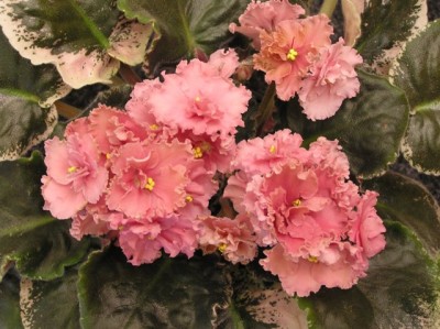 один из самых любимых сортов