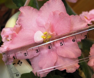 Это первое цветение и такой размер цветов - 7,3 см