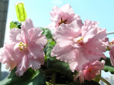 Розовый салют