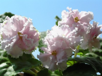 обожаю эту труженицу- Зима по прежнему улыбается