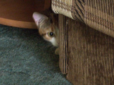 Наблюдаем из укрытия