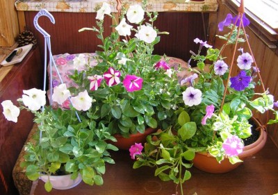 петуния из семян