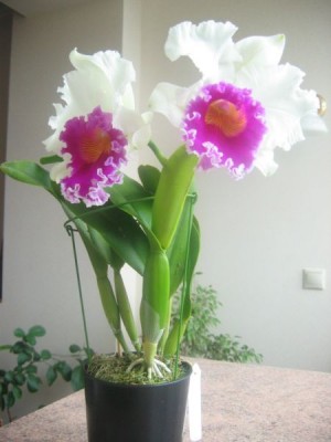 Blc. Mem Tiang фото с форума.jpg