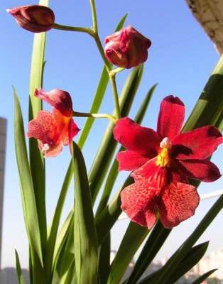 Это первое домашнее цветение. Есть разница?