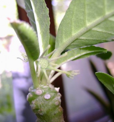 Resize of DSC00440.JPG