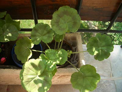 Нормальные листья у молодого растения