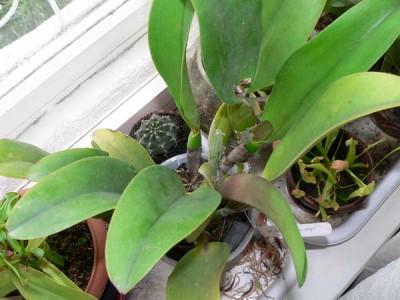 Blc_Chia_Lin_New City.jpg