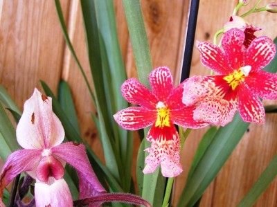 с новым башмаком