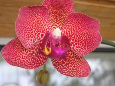 этот цвет уже ближе к оригиналу