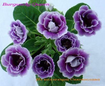 Burgundy QueenB1.jpg