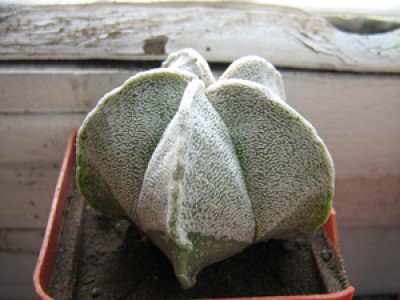 Astrophytum myriostigma