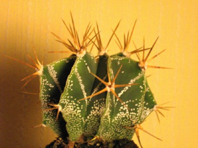 Astrophytum ornatum