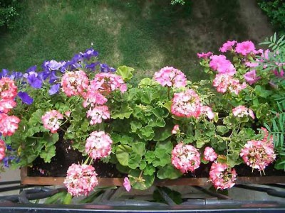 Розовая скромница