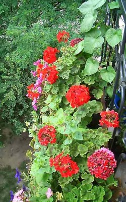 Алая красавица