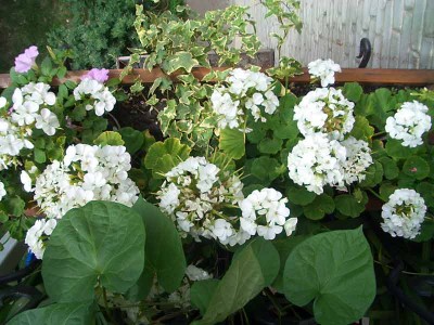 И опять беленькая