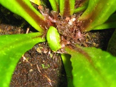 Рождение листка Асплениума..