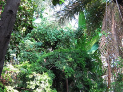 Сделано в теплице-а такое ощущение как в джунглях!