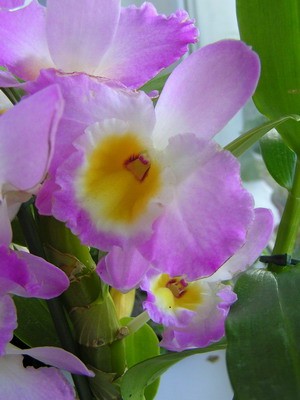 Rotation of P6210028.jpg