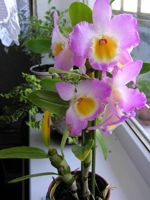 Rotation of P6210026.jpg