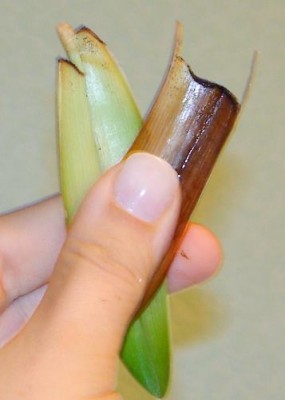 Так выглядят отвалившиеся от нового роста листики. По линии отлома толстый слой какого-то черного налета.