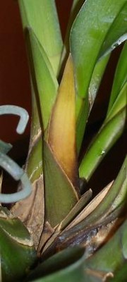 Это засохший рост.